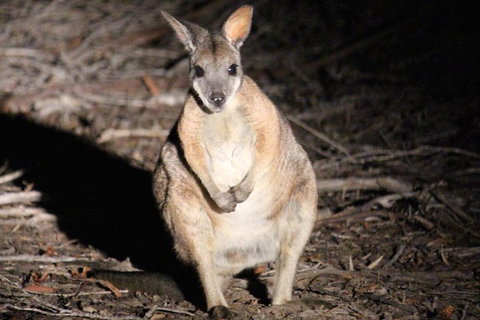 Small-Group Kangaroo Island 4WD Night Tour - VIC Tourism 3