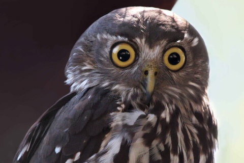 Small-Group Kangaroo Island 4WD Night Tour - VIC Tourism 4