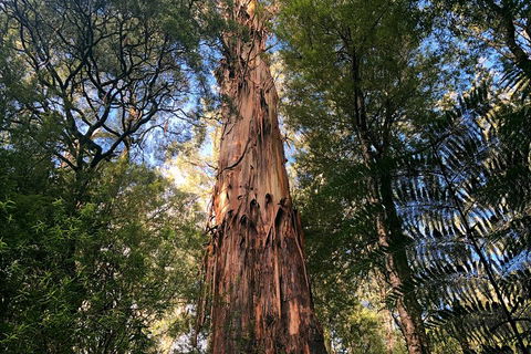 Ultimate Reverse Direction - 12 Apostles, Great Ocean Road - Small Group Tour - VIC Tourism 2