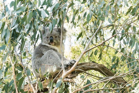 Ultimate Reverse Direction - 12 Apostles, Great Ocean Road - Small Group Tour - VIC Tourism 5