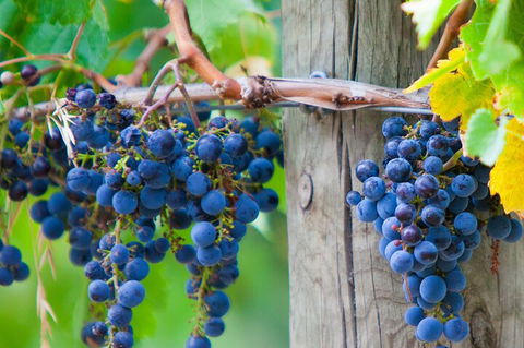 Yarra Valley, Dandenong Ranges Inc. Lunch With Wine,plus Morning Tea,chocolate - VIC Tourism 0