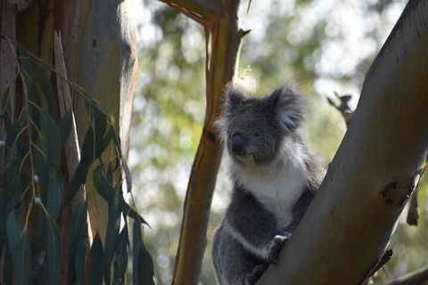 Private Day Tour Of Phillip Island Wildlife And Brighton Beach - VIC Tourism 3