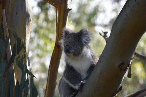 Healesville Sanctuary And Phillip Island Wildlife Bus Tour - VIC Tourism 0