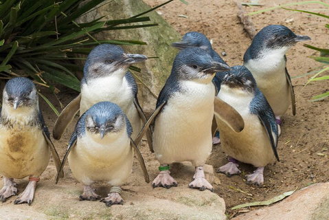 Healesville Sanctuary And Phillip Island Wildlife Bus Tour - VIC Tourism 2