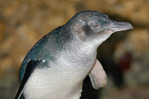 Healesville Sanctuary And Phillip Island Wildlife Bus Tour - VIC Tourism 4