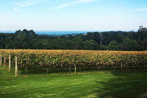 Yarra Valley Wine Tour Inc Lunch With A Glass Of Wine, Tastings And Chocolate - VIC Tourism 2