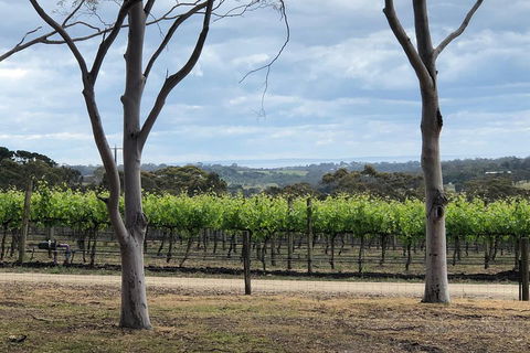 Yarra Valley Wine Tour Inc Lunch With A Glass Of Wine, Tastings And Chocolate - VIC Tourism 3