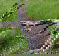 Ultimate Blue Mountains and Wildlife Tour - VIC Tourism