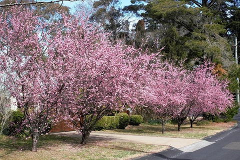 Blue Mountains - VIC Tourism 1