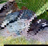 Private Blue Mountains Tour with Kangaroo and Koala Experience - VIC Tourism