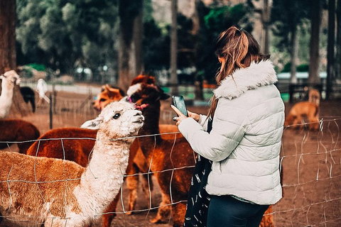 O'Reilly's & Lamington National Park Incl. Alpaca Farm + Vineyard - VIC Tourism 5