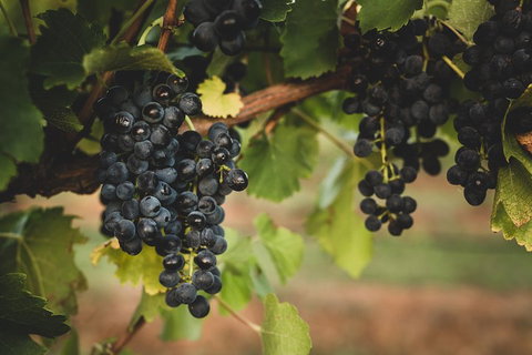 Hideaway Private Tours Hunter Valley- Indulgence Wine Tour (Full Day) - VIC Tourism 3