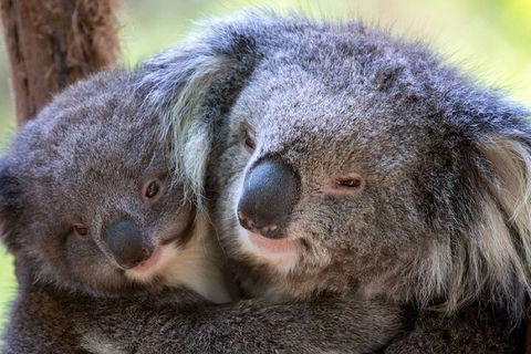 Half-Day Or Full-Day Tour With Private Guide From Melbourne - VIC Tourism 1