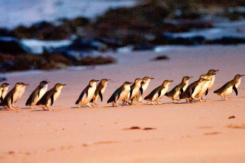 Half-Day Or Full-Day Tour With Private Guide From Melbourne - VIC Tourism 5