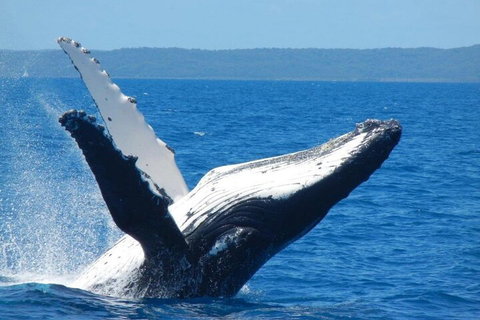 Mooloolaba Whale Watching Tour - VIC Tourism 0