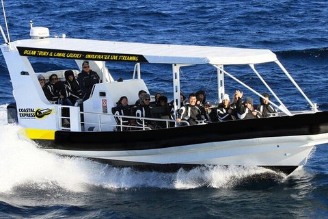 Mooloolaba Whale Watching Tour - VIC Tourism 1