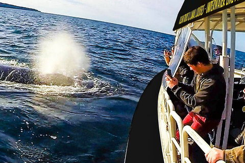 Mooloolaba Whale Watching Tour - VIC Tourism 2