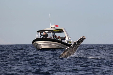 Mooloolaba Whale Watching Tour - VIC Tourism 3