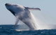 Mooloolaba Whale Watching Tour - thumb 4