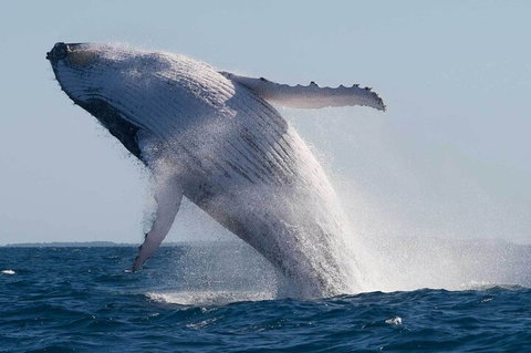 Mooloolaba Whale Watching Tour - VIC Tourism 4