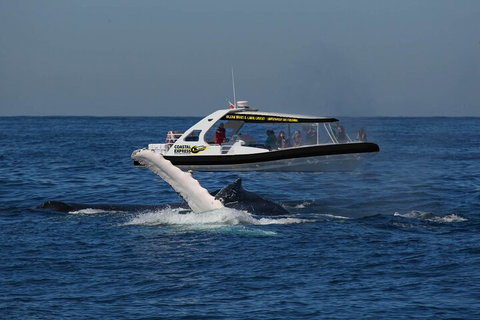 Mooloolaba Whale Watching Tour - VIC Tourism 5