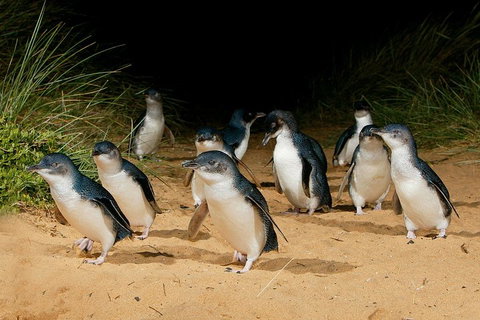 Small Group - Phillip Island Hike & Penguin Parade Day Tour From Melbourne - VIC Tourism 1