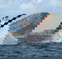 Byron Bay Whale Watching Cruise