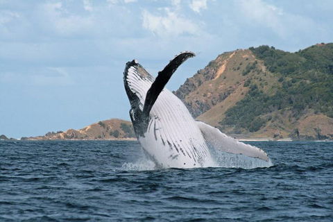 Byron Bay Whale Watching Cruise - VIC Tourism 0