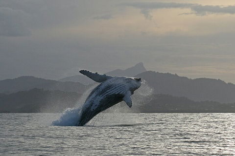 Byron Bay Whale Watching Cruise - VIC Tourism 1