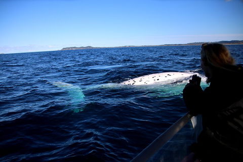 Byron Bay Whale Watching Cruise - VIC Tourism 2