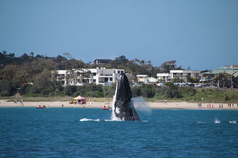 Byron Bay Whale Watching Cruise - VIC Tourism 3