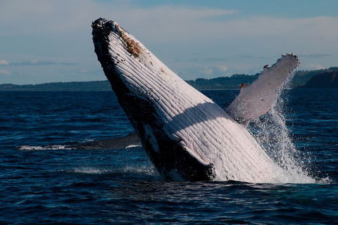 Byron Bay Whale Watching Cruise - VIC Tourism 5