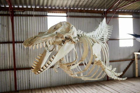 Albany's Whale Story - VIC Tourism 3