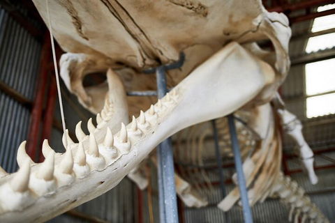 Albany's Whale Story - VIC Tourism 5