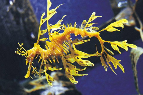 SEA LIFE Melbourne Aquarium Admission Ticket - VIC Tourism 0
