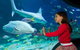 SEA LIFE Melbourne Aquarium Admission Ticket - thumb 1