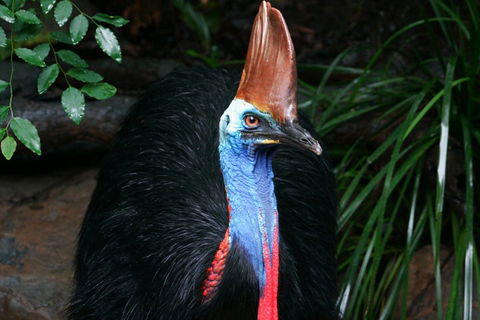 Cape Tribulation, Daintree Rainforest And Wildlife Tour - VIC Tourism 5