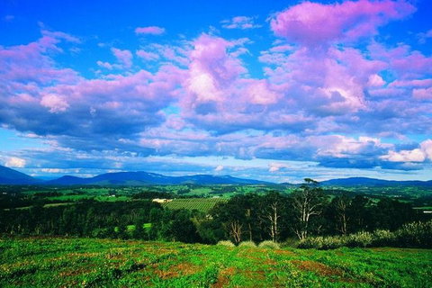 Yarra Valley Wine And Cider Tours By Classic Convertibles From Melbourne - VIC Tourism 3