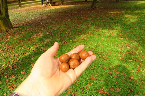 3-Hour Small-Group Byron Bay Tour - VIC Tourism 2