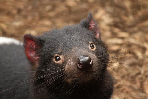 Day Tour In Mt. Field, Mt. Wellington, Bonorong Wildlife Sanctuary And Richmond - VIC Tourism 4
