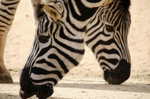 Melbourne Zoo General Entry Ticket - VIC Tourism 1