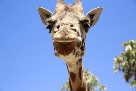 Melbourne Zoo General Entry Ticket - VIC Tourism 2