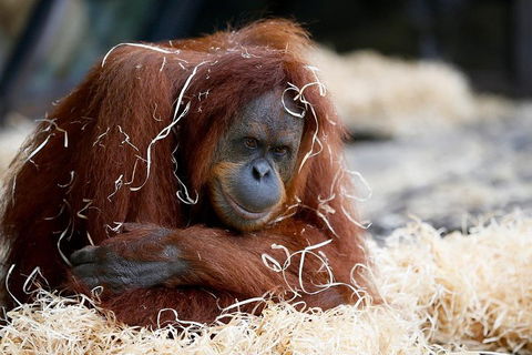 Melbourne Zoo General Entry Ticket - VIC Tourism 3