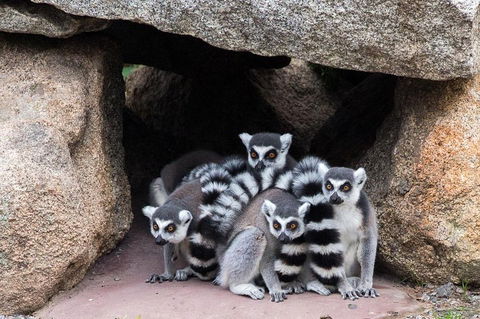 Melbourne Zoo General Entry Ticket - VIC Tourism 4