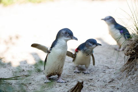Melbourne Zoo General Entry Ticket - VIC Tourism 5