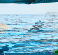 Cruise with Dolphins in Byron Bay