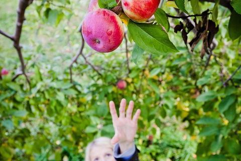 Perth Hills - Wildlife, Art & Gastronomy - VIC Tourism 1