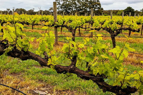 Margaret River Indulge And Discover Day Tour - VIC Tourism 5