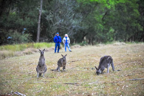 Blue Mountains Private Tour From Sydney - VIC Tourism 2