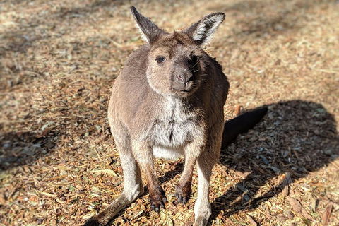 Blue Mountains Private Tour - Wild Kangaroos, Waterfalls And The Three Sisters - VIC Tourism 2